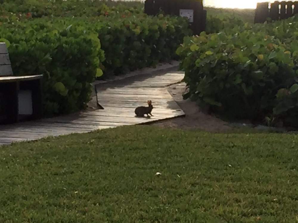 Rabbit on the sidewalk