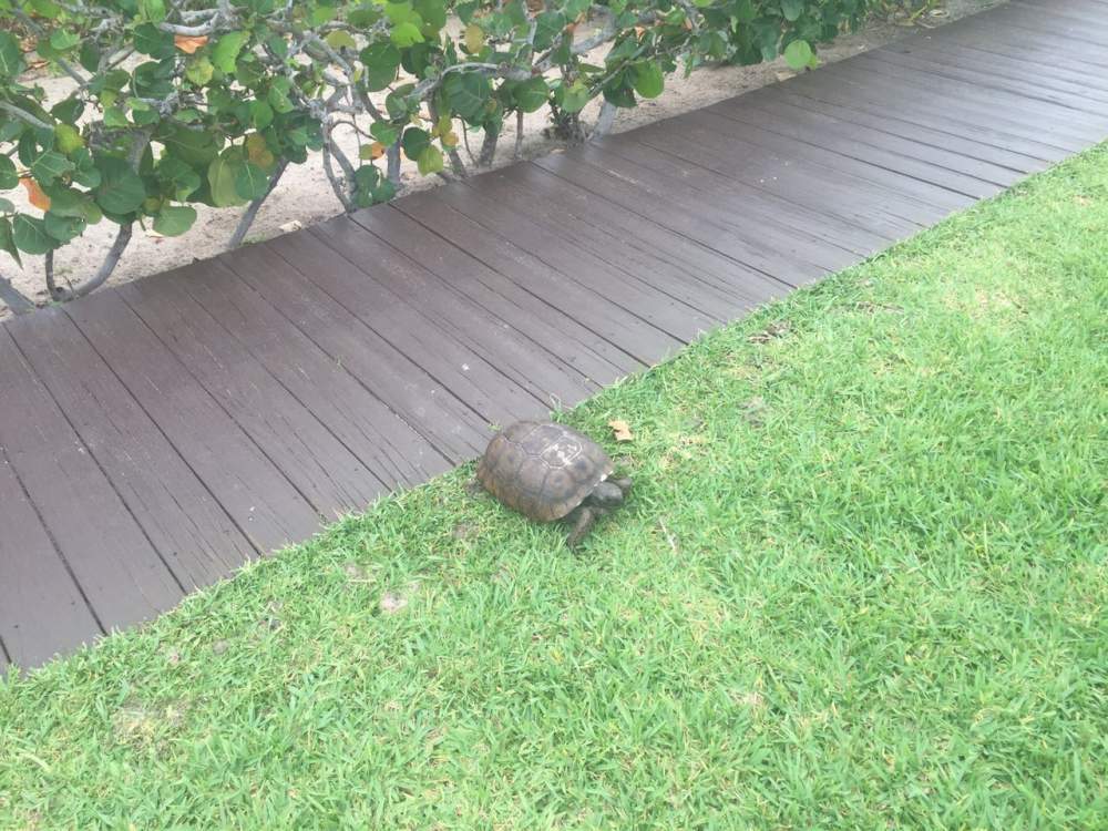 Turtle at the sidewalk